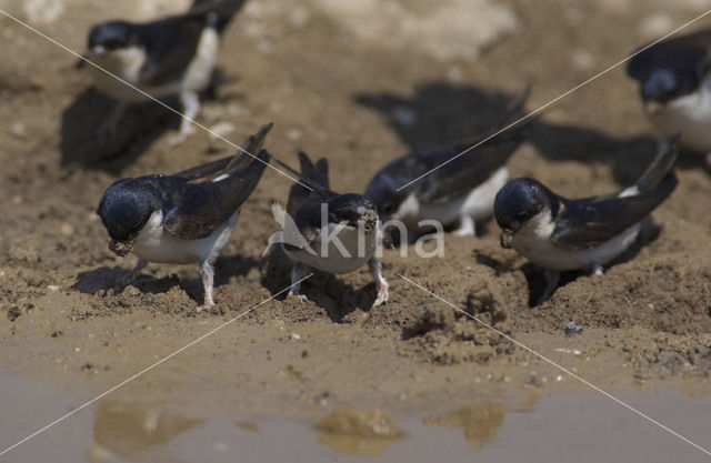 Huiszwaluw (Delichon urbicum)