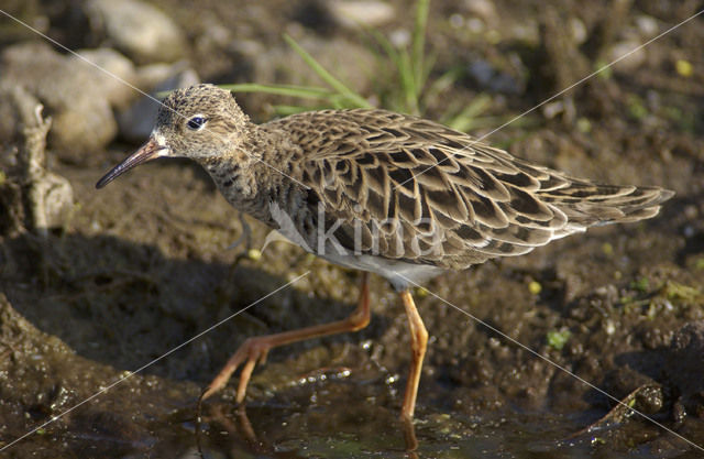 Kemphaan (Philomachus pugnax)