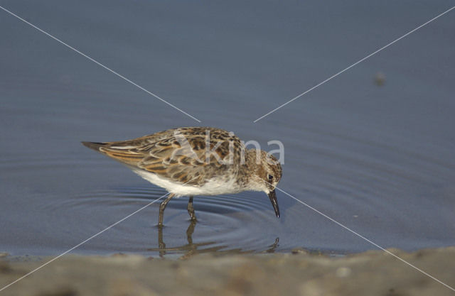 Little Stint (Calidris minuta)