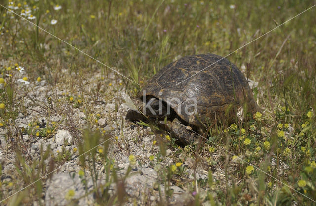 Landschildpad spec. (Testudo spec.)