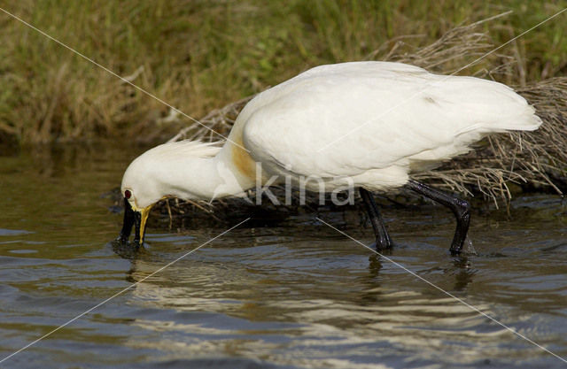 Lepelaar (Platalea leucorodia)