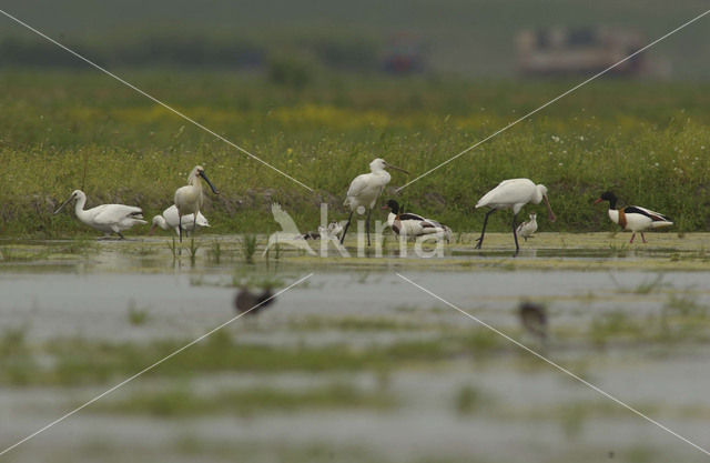 Eurasian Spoonbill (Platalea leucorodia)