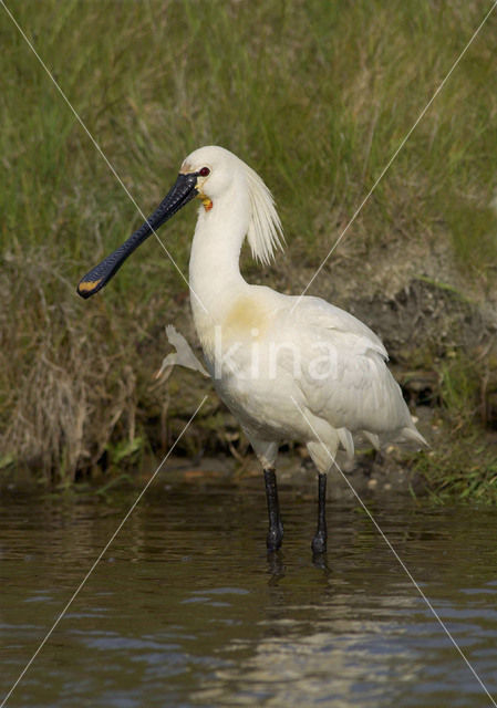 Lepelaar (Platalea leucorodia)