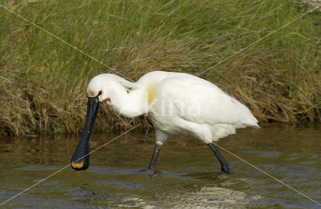 Eurasian Spoonbill (Platalea leucorodia)