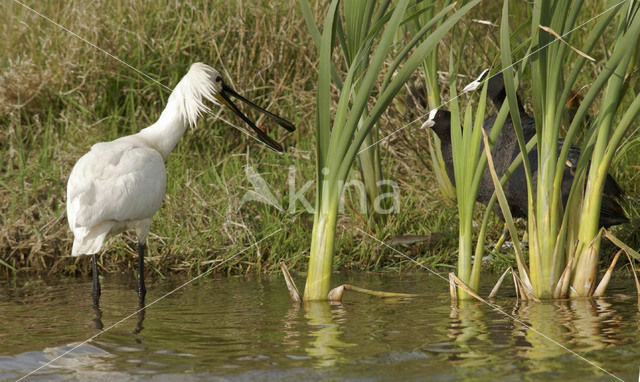 Lepelaar (Platalea leucorodia)