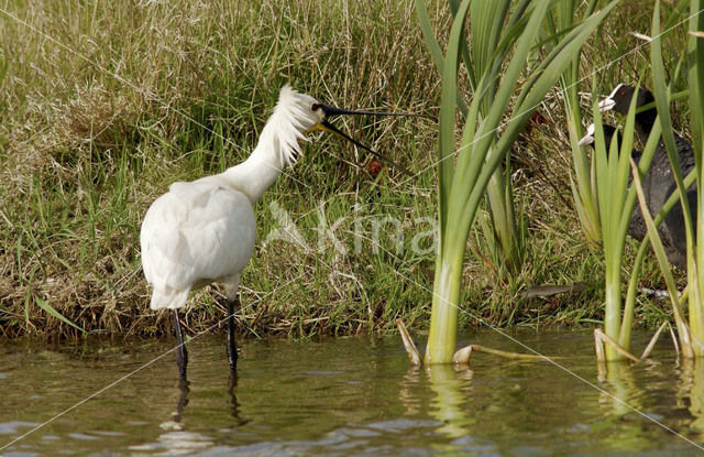 Lepelaar (Platalea leucorodia)