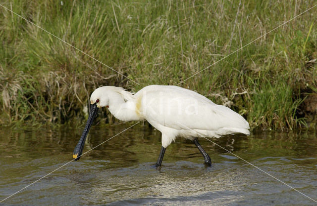 Lepelaar (Platalea leucorodia)