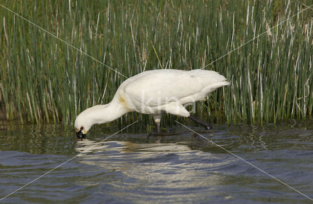 Lepelaar (Platalea leucorodia)