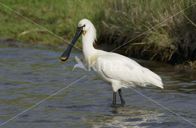 Eurasian Spoonbill (Platalea leucorodia)