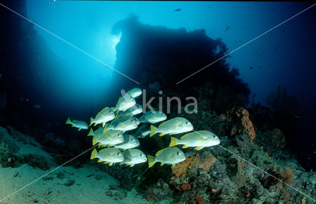 Lipvis (Plectorhinchus chrysotaenia)