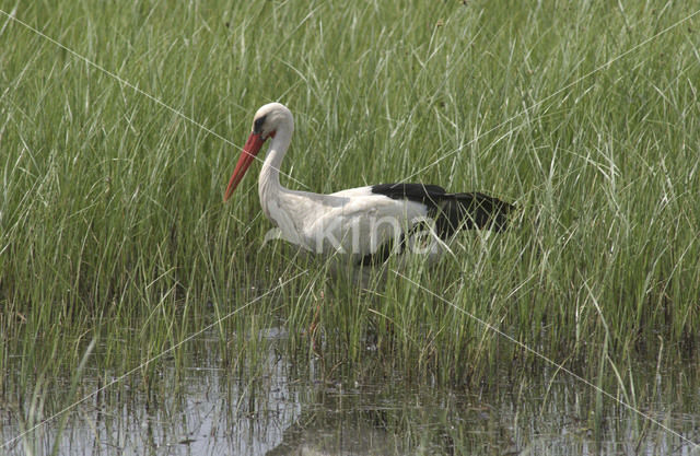 Ooievaar (Ciconia ciconia)