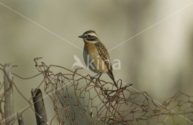 Paapje (Saxicola rubetra)