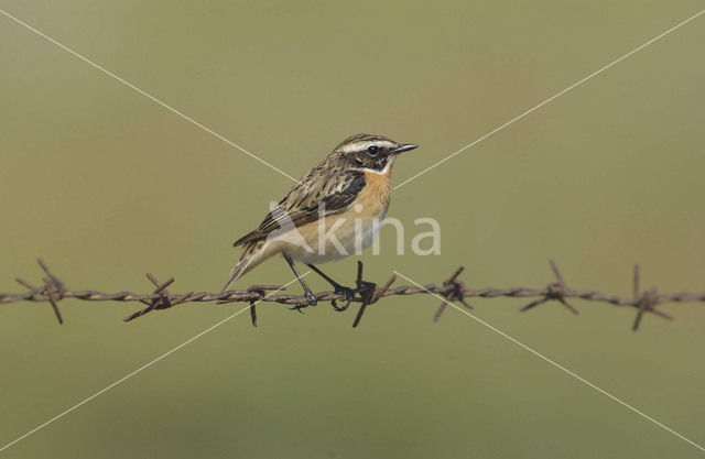 Paapje (Saxicola rubetra)