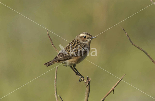 Paapje (Saxicola rubetra)