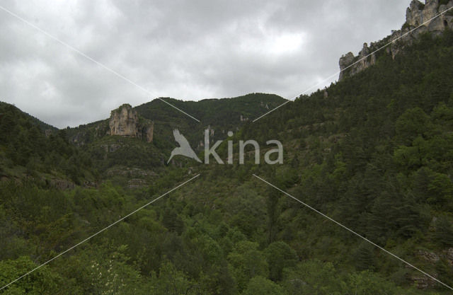 Parc national des Cévennes