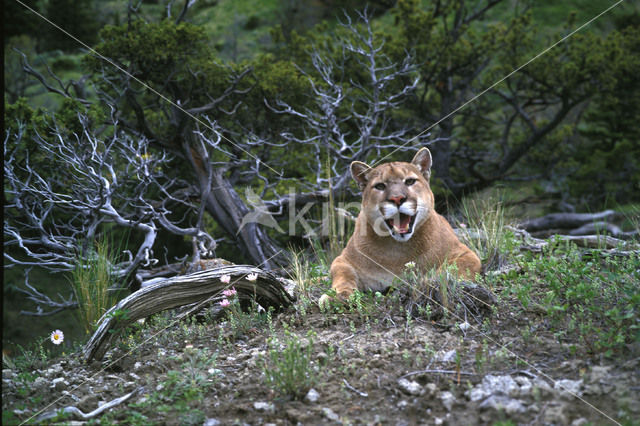 Poema (Puma concolor)