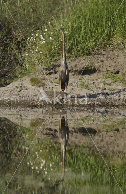 Purperreiger (Ardea purpurea)