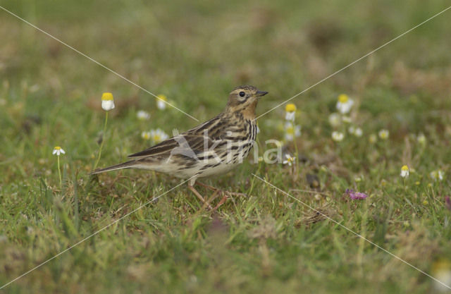 Roodkeelpieper (Anthus cervinus)