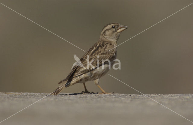 Rotsmus (Petronia petronia)