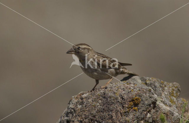 Rotsmus (Petronia petronia)