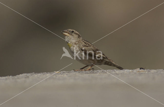 Rotsmus (Petronia petronia)