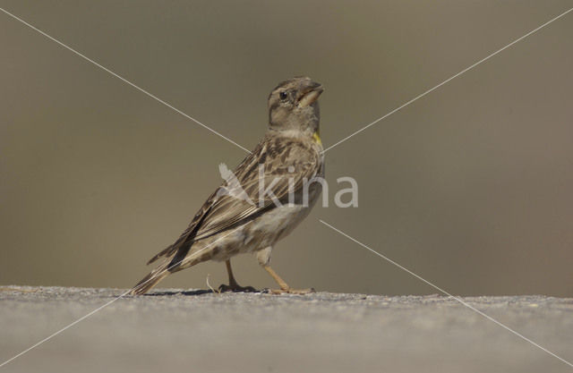 Rotsmus (Petronia petronia)