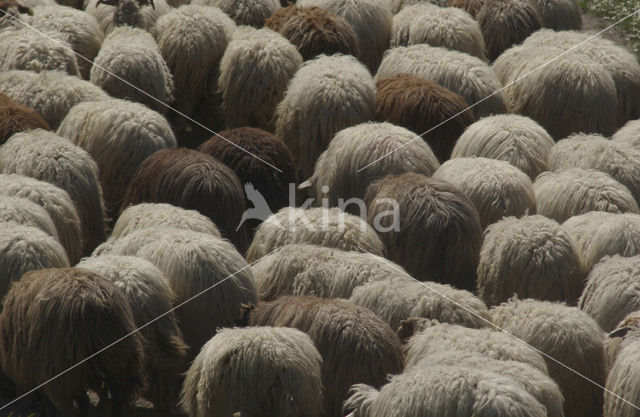 Schaap (Ovis domesticus)