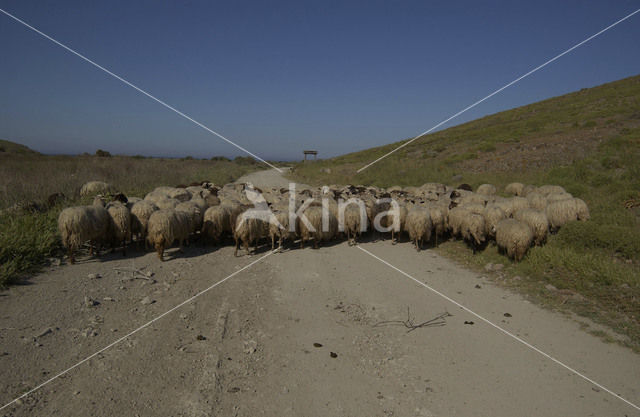 Schaap (Ovis domesticus)