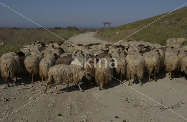 Schaap (Ovis domesticus)