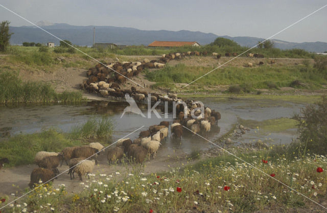 Schaap (Ovis domesticus)