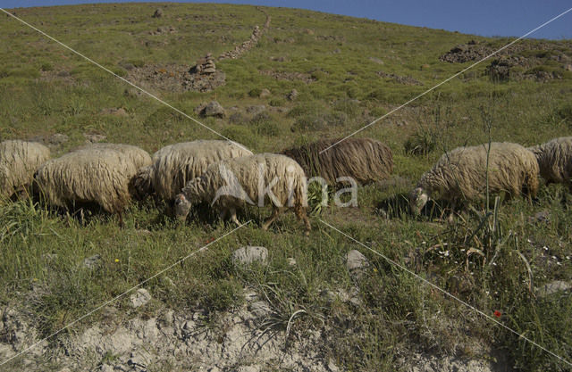 Schaap (Ovis domesticus)