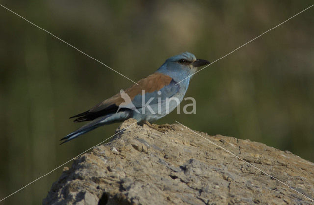 Scharrelaar (Coracias garrulus)