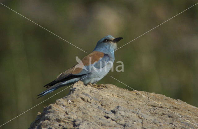 Scharrelaar (Coracias garrulus)