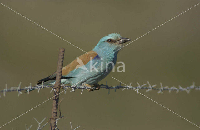 Scharrelaar (Coracias garrulus)