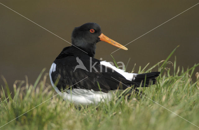 Scholekster (Haematopus ostralegus)