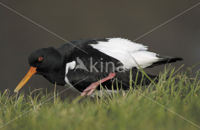 Scholekster (Haematopus ostralegus)