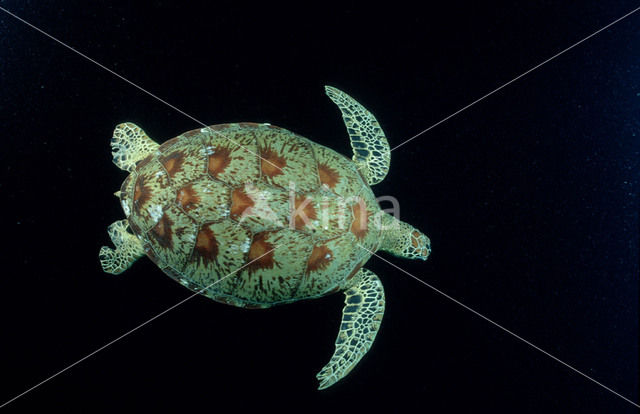 Soepschildpad (Chelonia mydas)