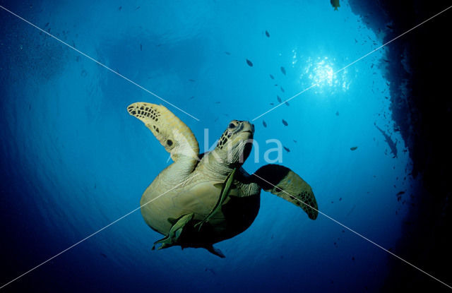 Green Turtle (Chelonia mydas)