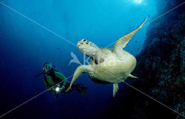 Soepschildpad (Chelonia mydas)