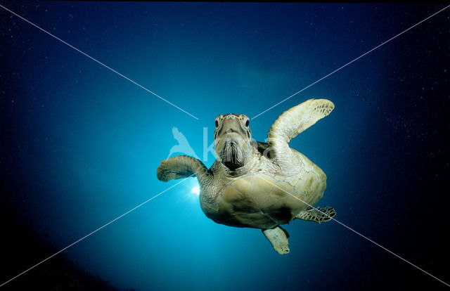 Soepschildpad (Chelonia mydas)