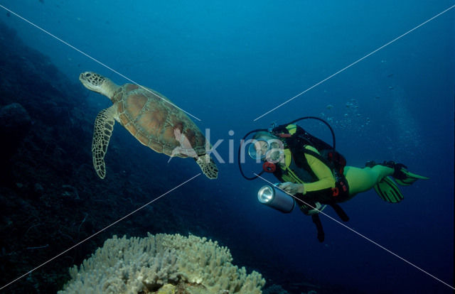 Green Turtle (Chelonia mydas)