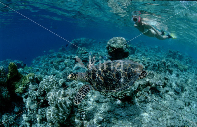 Green Turtle (Chelonia mydas)