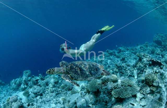 Soepschildpad (Chelonia mydas)