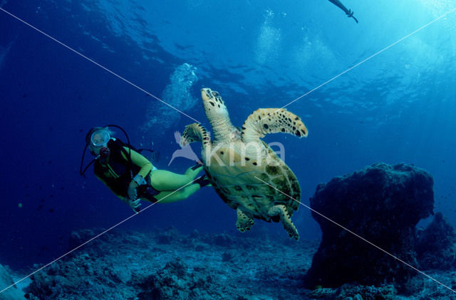 Soepschildpad (Chelonia mydas)