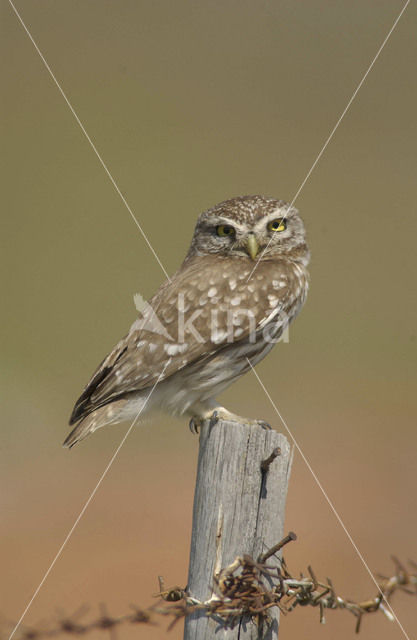 Little Owl (Athene noctua)