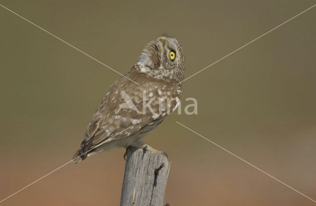 Little Owl (Athene noctua)