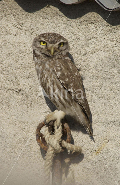 Little Owl (Athene noctua)