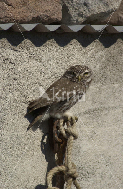 Little Owl (Athene noctua)