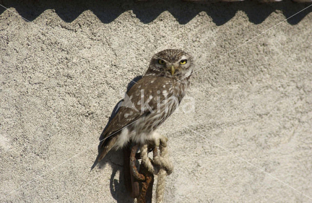 Little Owl (Athene noctua)