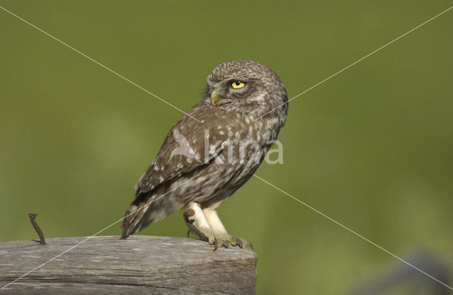 Little Owl (Athene noctua)